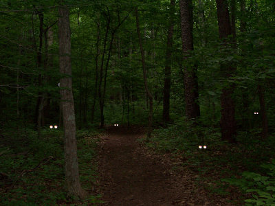 Glowing eyes in the dark